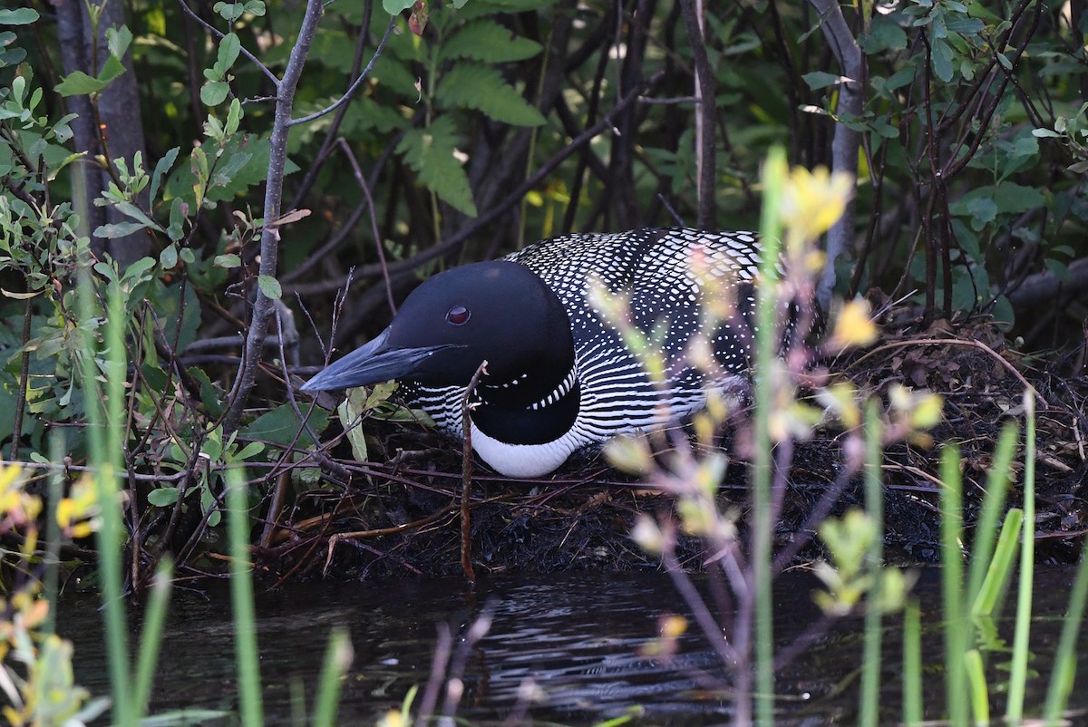 Common Loon - ML621720144