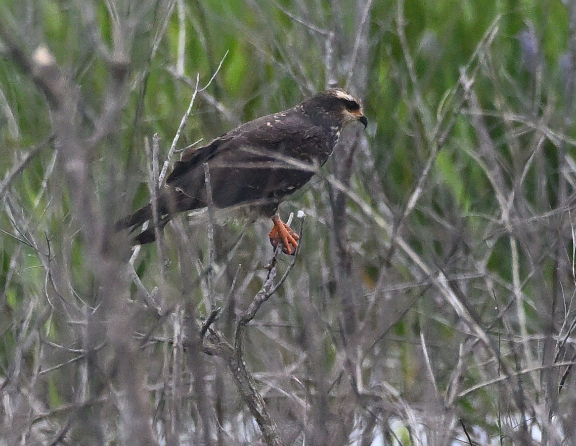 Snail Kite - ML621720210