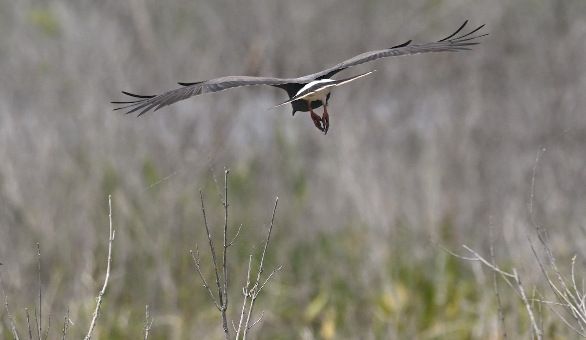 Snail Kite - ML621720211