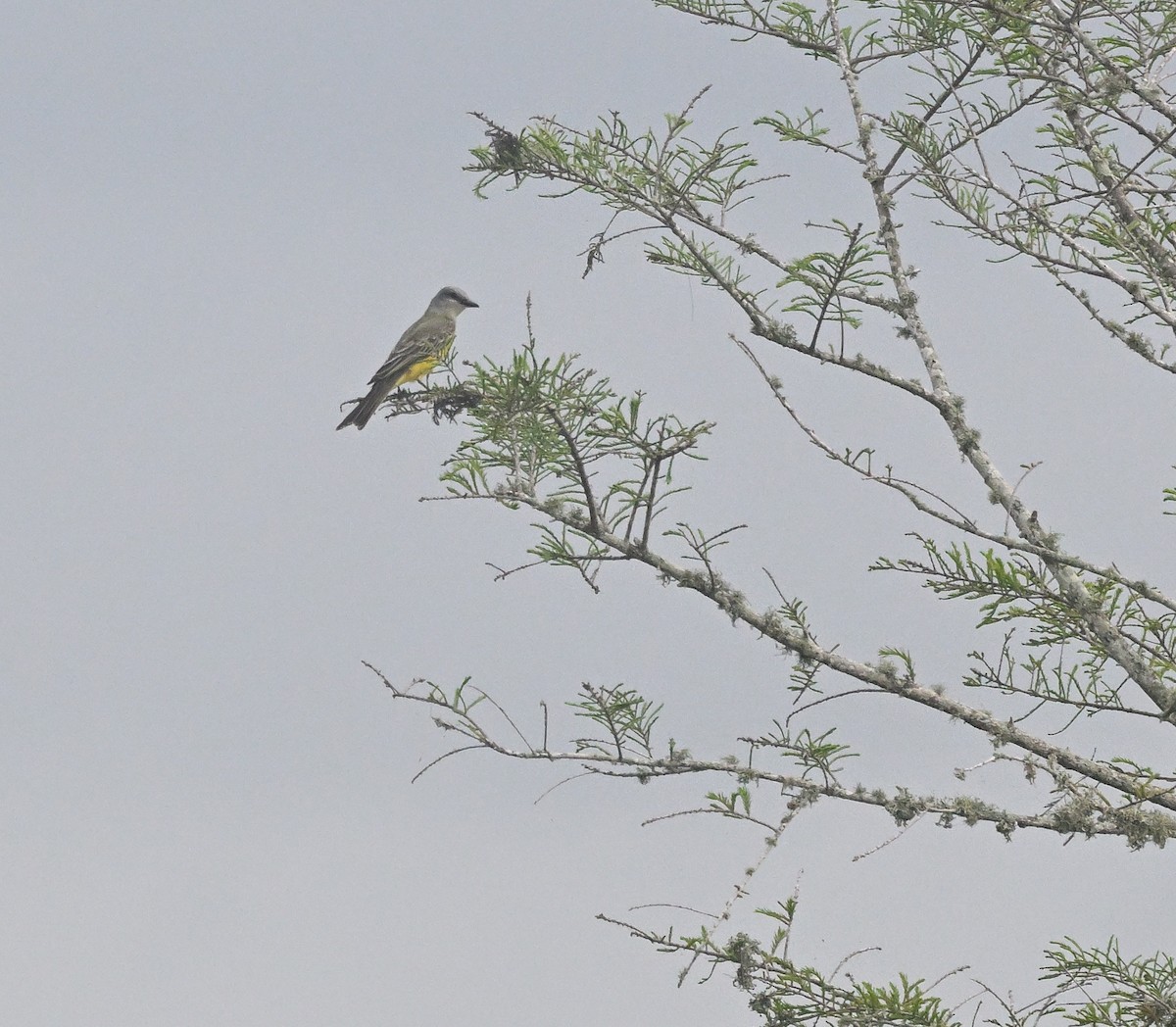 Tropical Kingbird - ML621720228