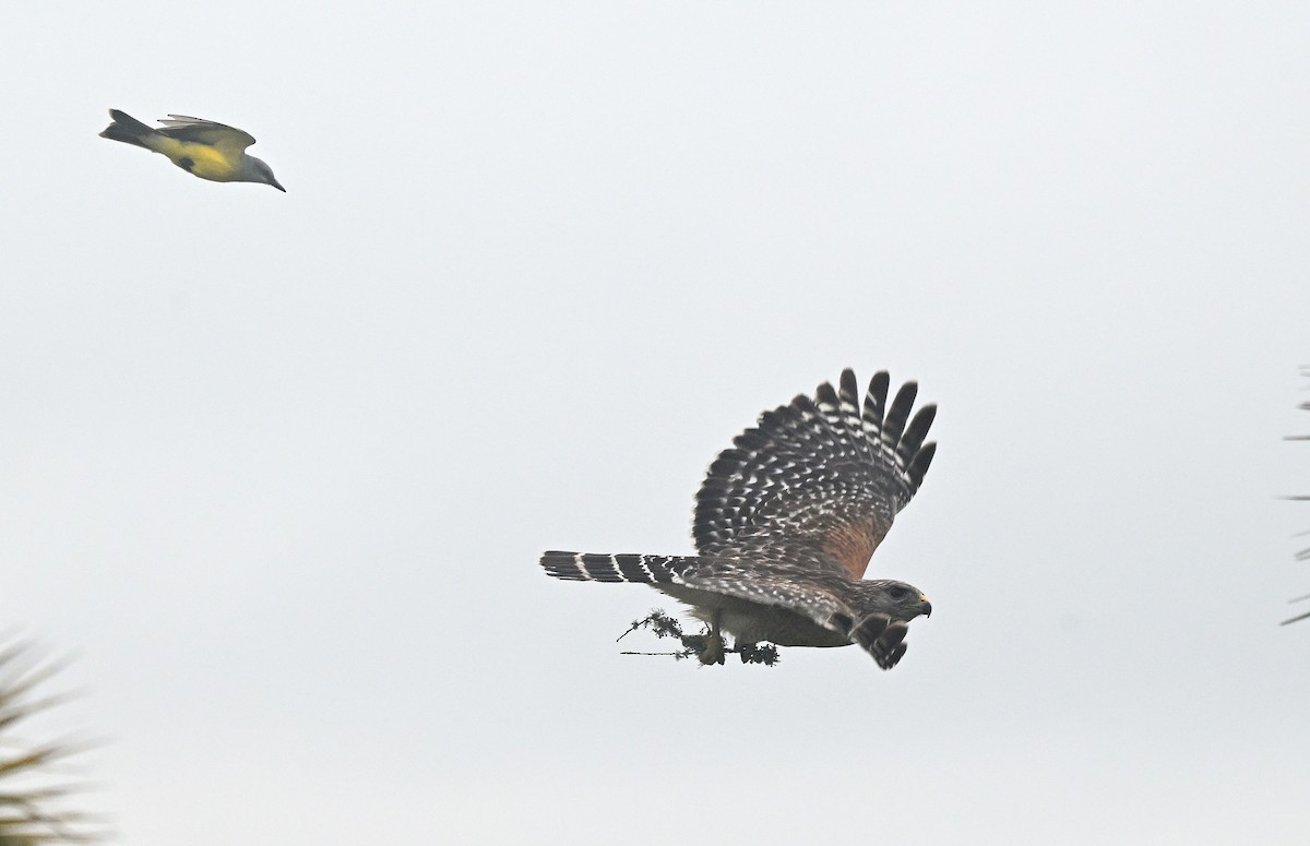 Tropical Kingbird - ML621720229