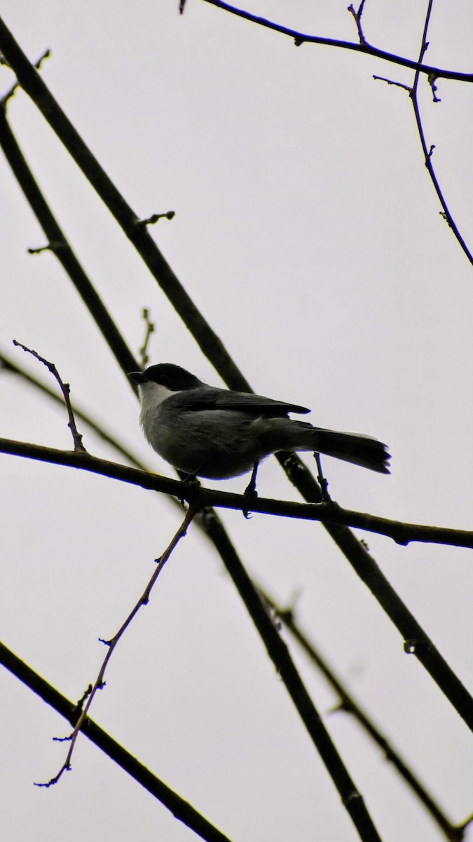 Black-capped Warbling Finch - ML621720253