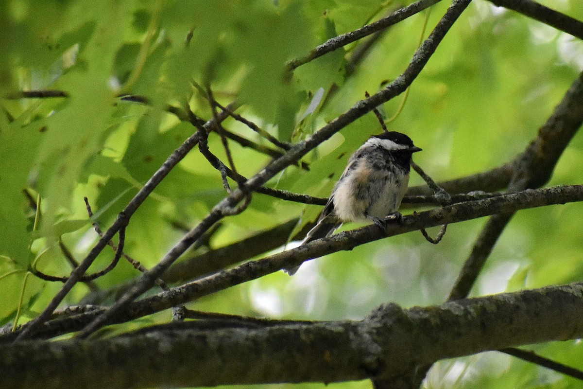 Black-capped Chickadee - ML621720341