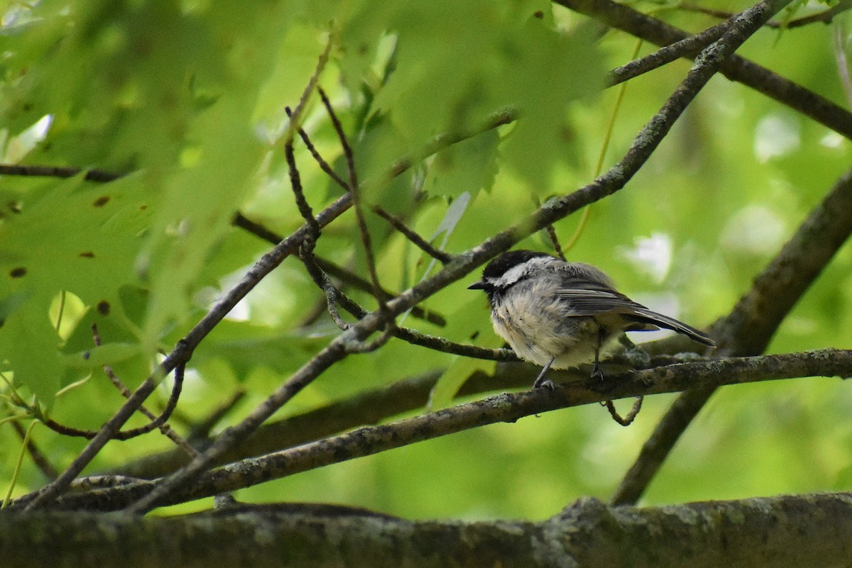 Black-capped Chickadee - ML621720342