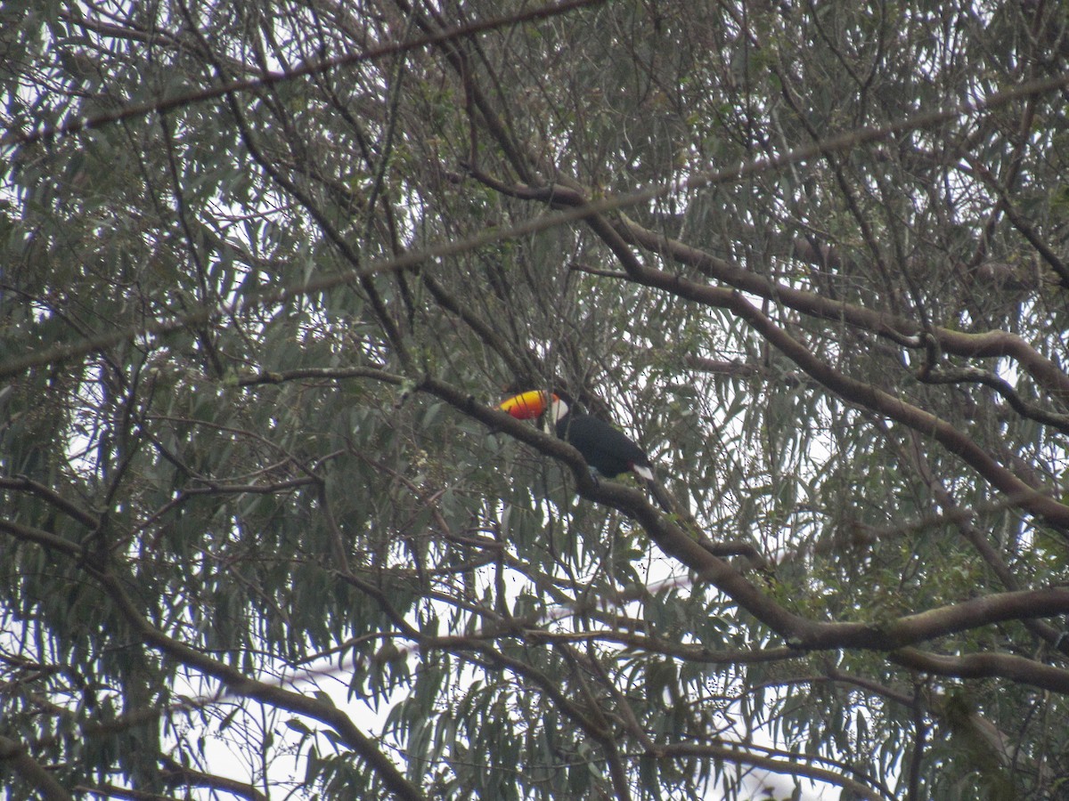 Toco Toucan - ML621720433