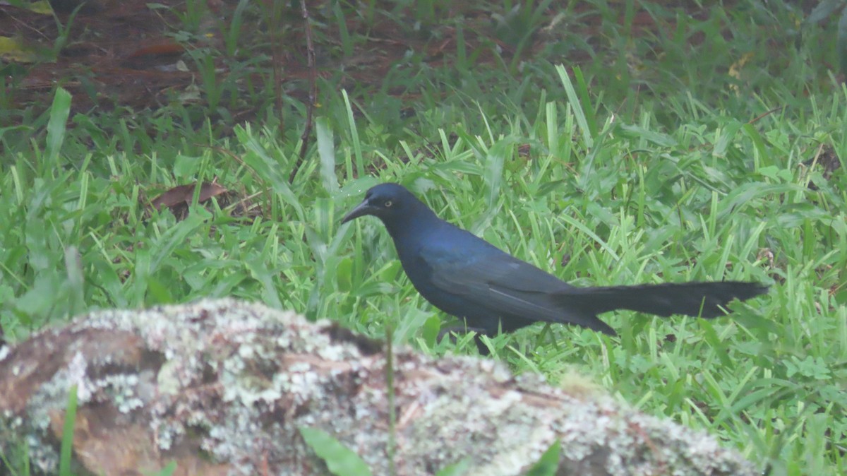 Great-tailed Grackle - ML621720436