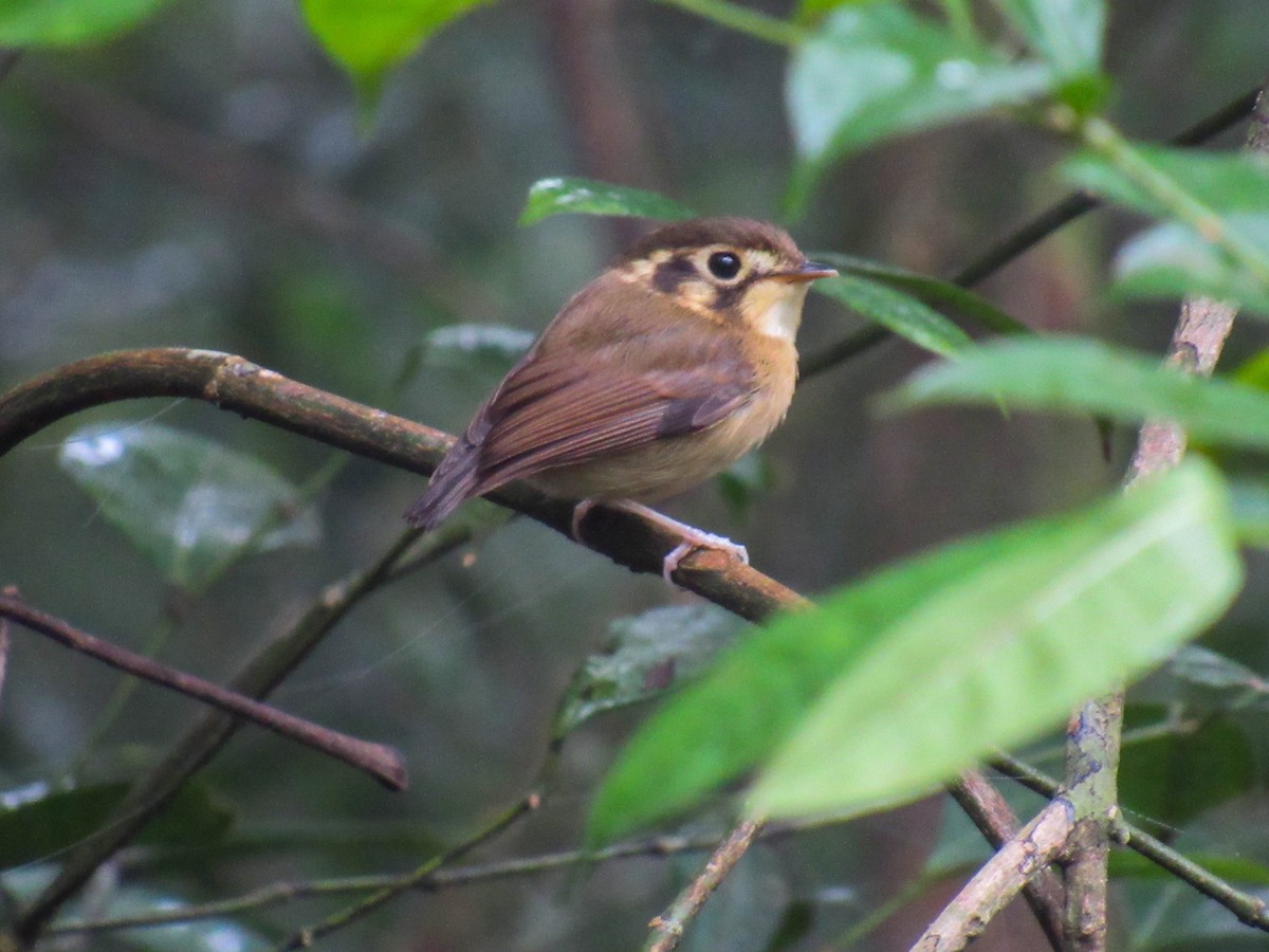 White-throated Spadebill - ML621720437