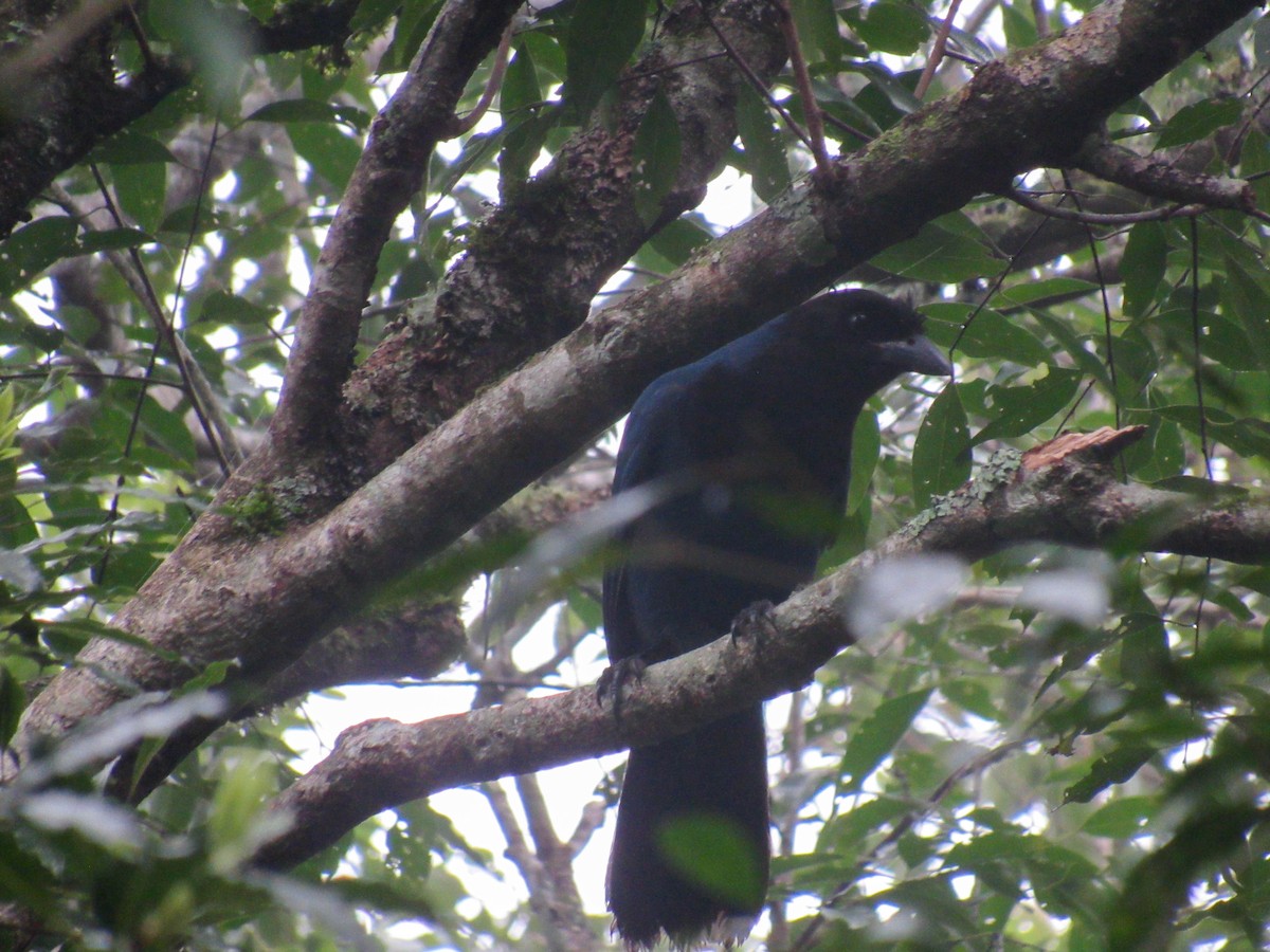 Azure Jay - ML621720447