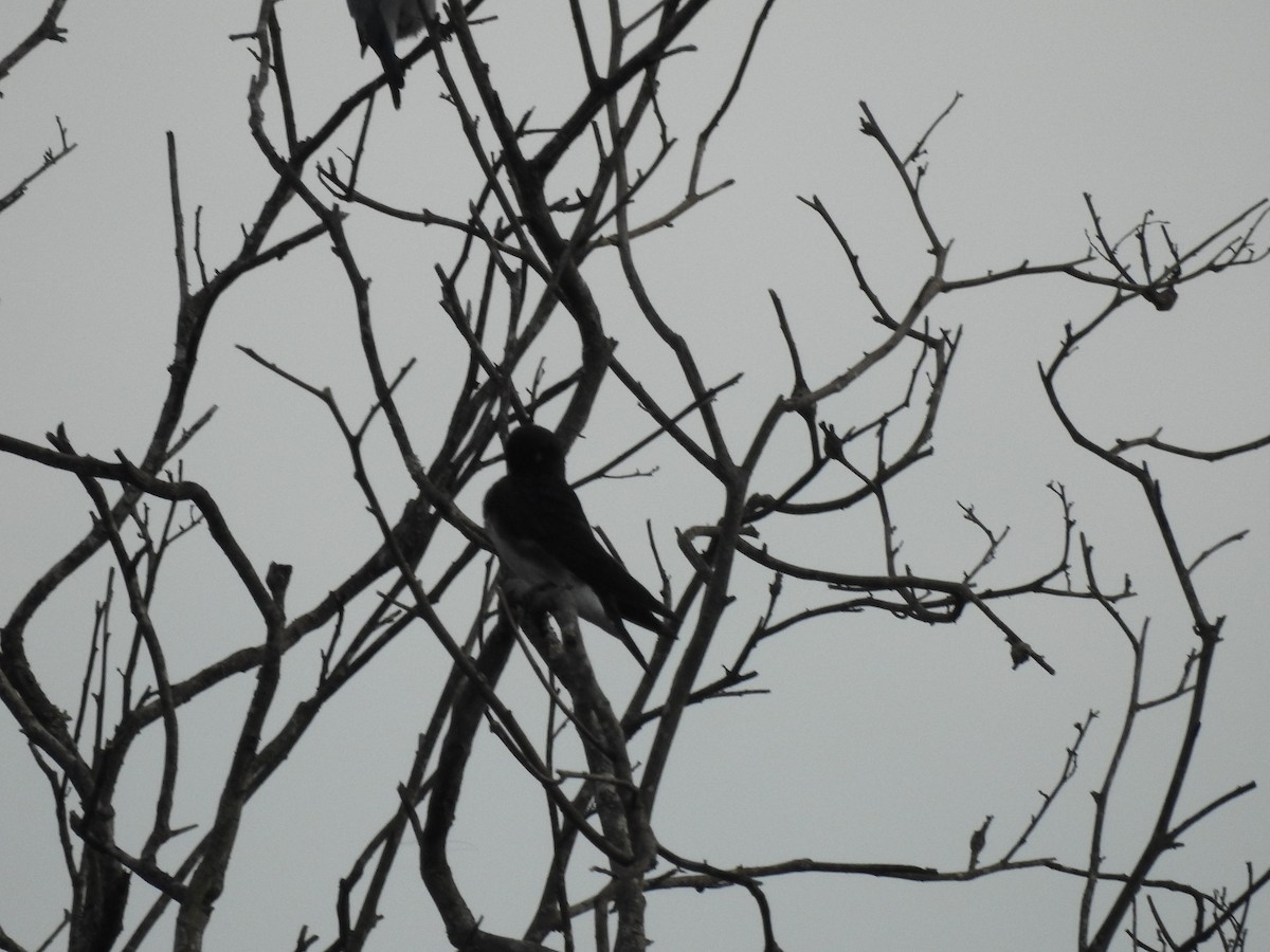 Gray-breasted Martin - ML621720449