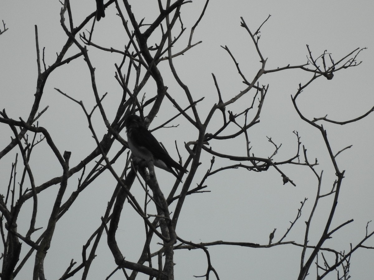 Gray-breasted Martin - ML621720450