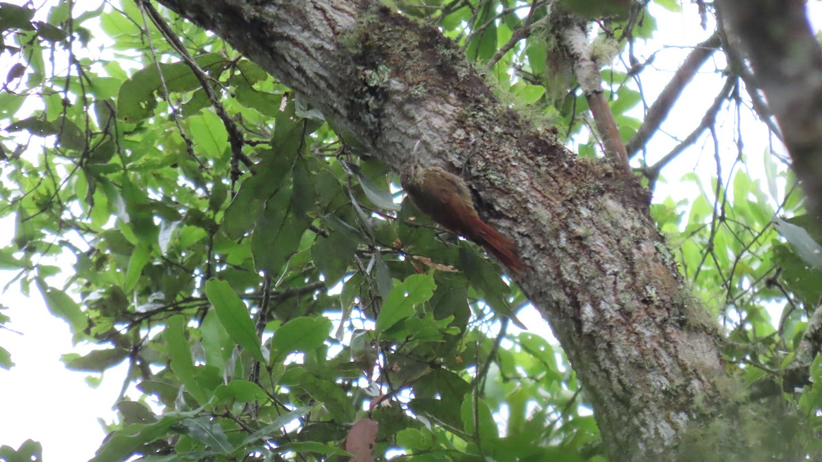 Spot-crowned Woodcreeper - Oliver  Komar