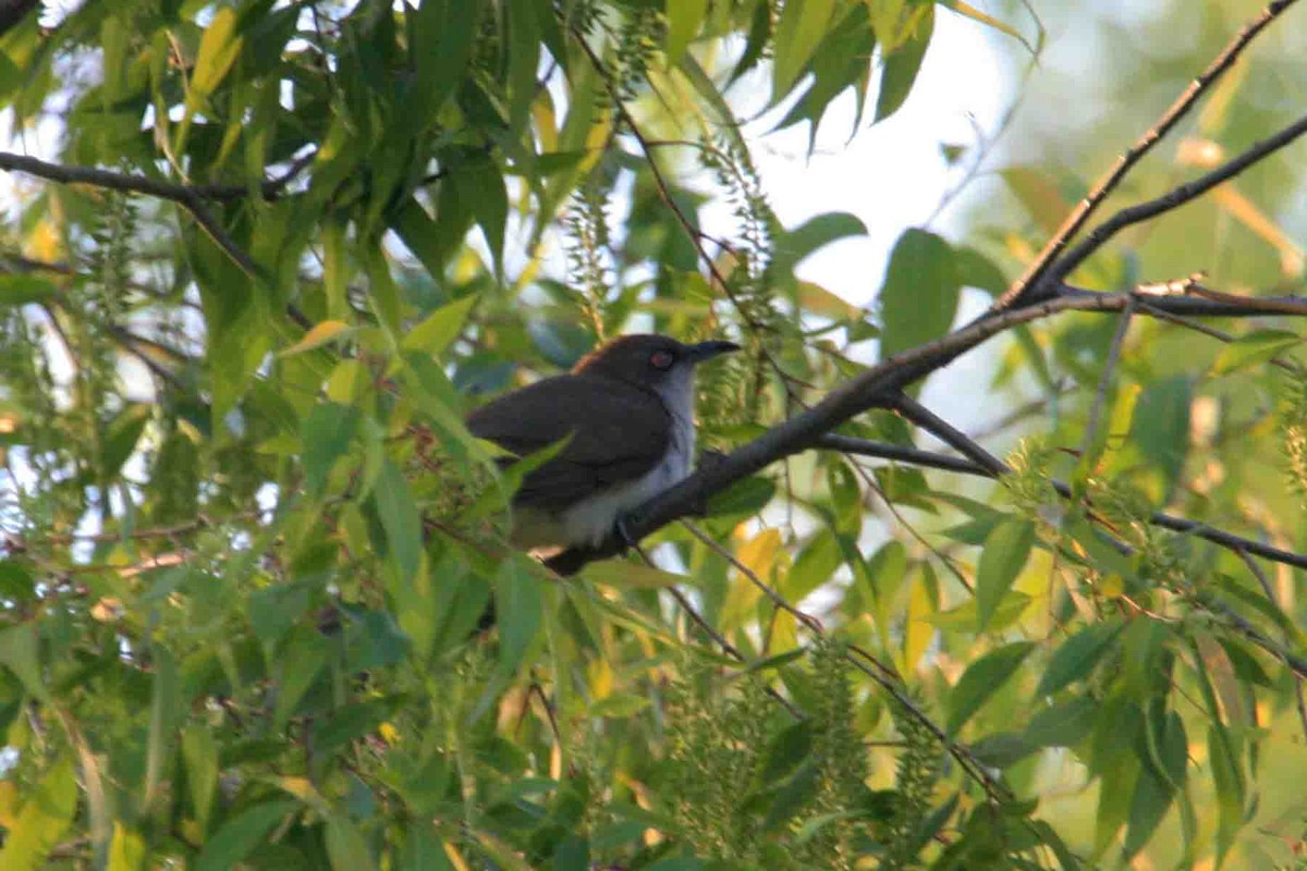 Black-billed Cuckoo - ML621720475