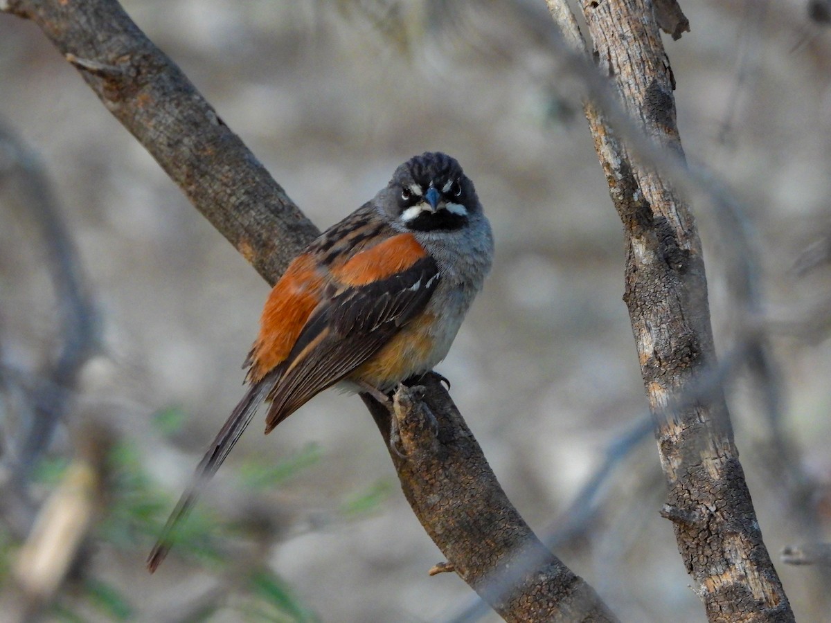 Bridled Sparrow - ML621720489