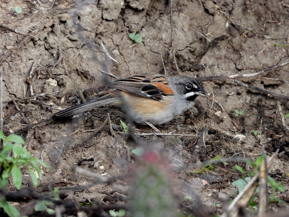 Bridled Sparrow - ML621720490