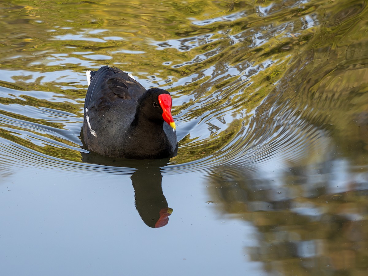 Common Gallinule - ML621720505