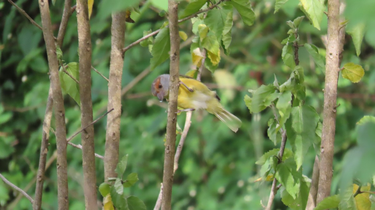 Rufous-browed Peppershrike - ML621720520