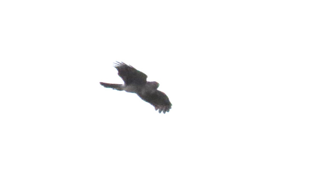 Sharp-shinned Hawk (White-breasted) - ML621720545