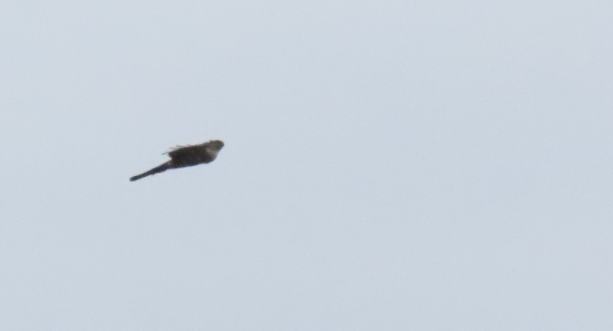 Sharp-shinned Hawk (White-breasted) - ML621720546