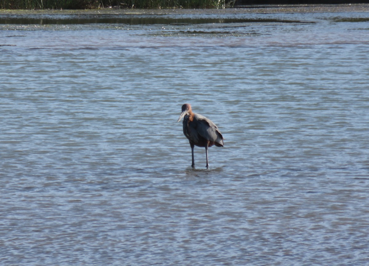 Goliath Heron - ML621720553