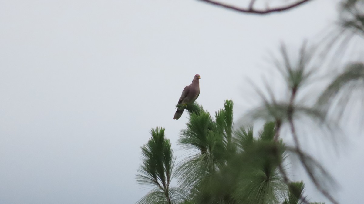 Band-tailed Pigeon - Oliver  Komar