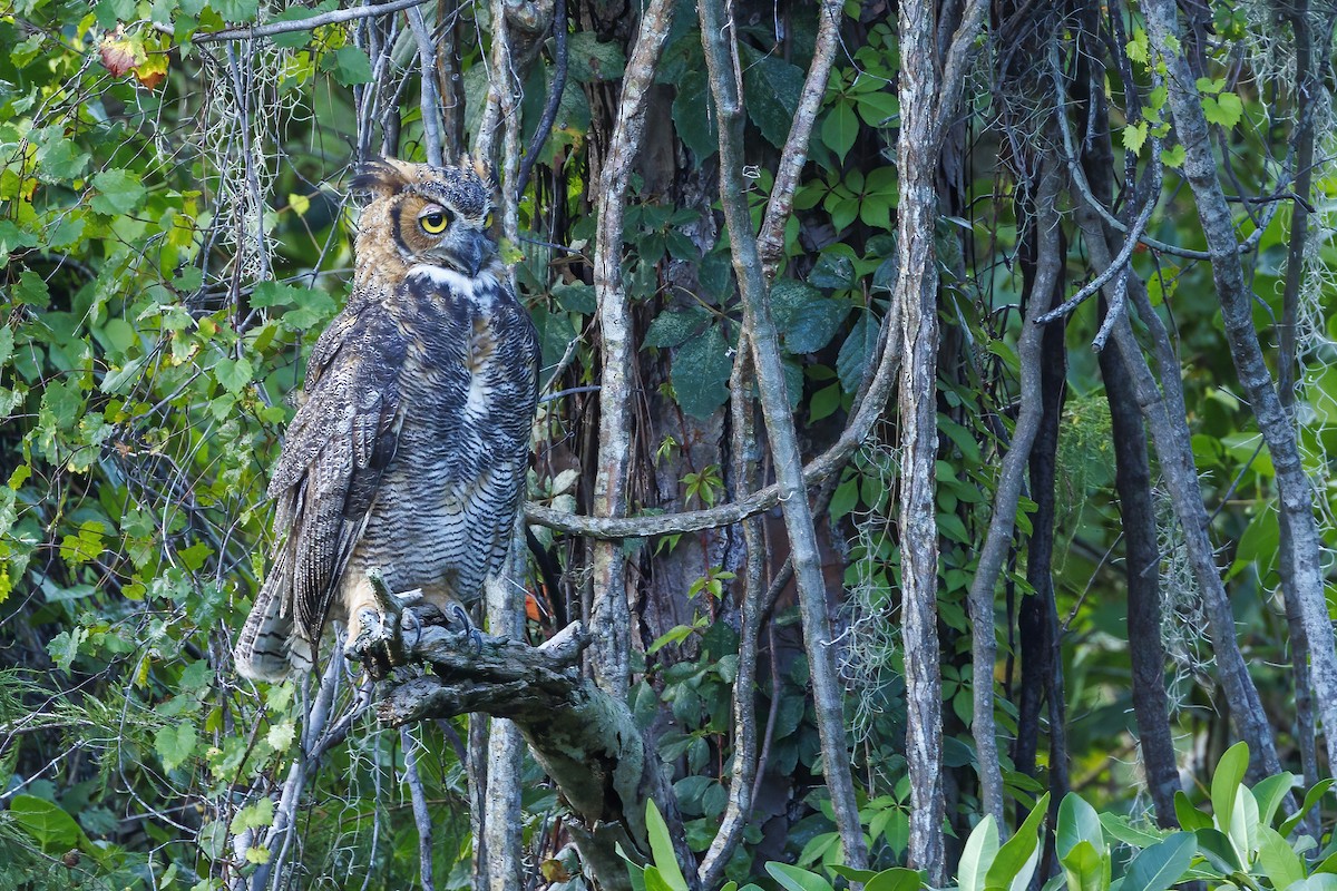 Great Horned Owl - ML621720606