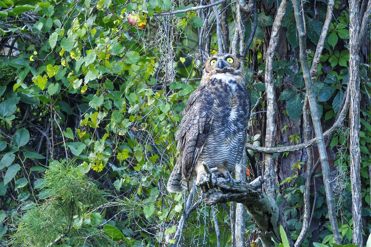 Great Horned Owl - ML621720610