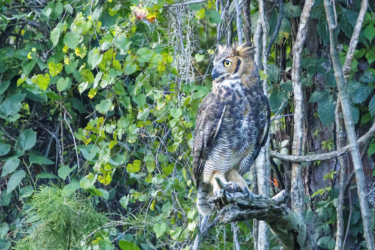 Great Horned Owl - ML621720642