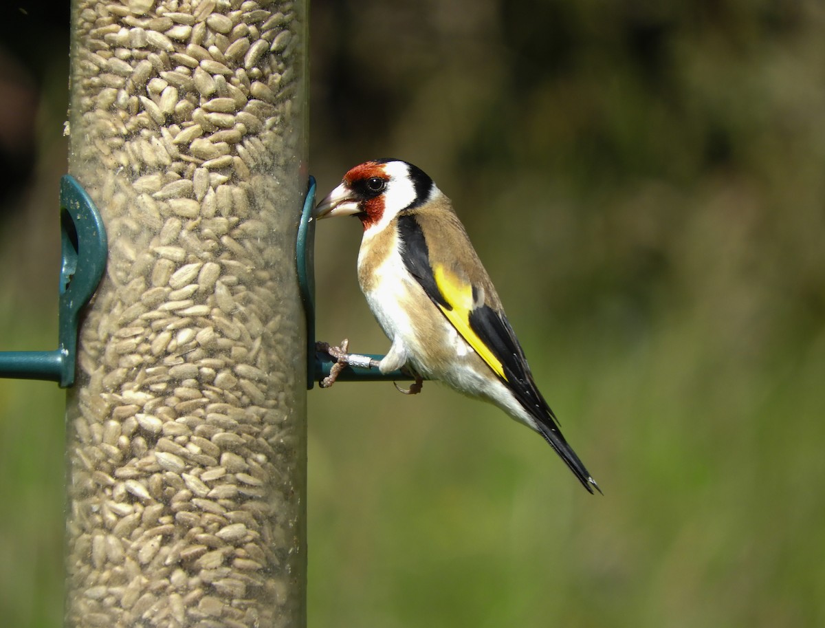 European Goldfinch - ML621720755