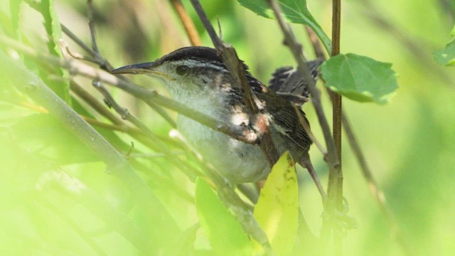 Marsh Wren - ML621720795