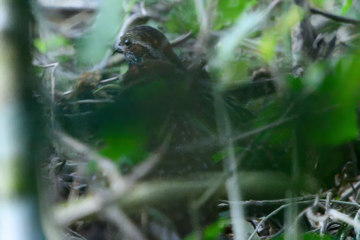 Spotted Wood-Quail - ML621720799