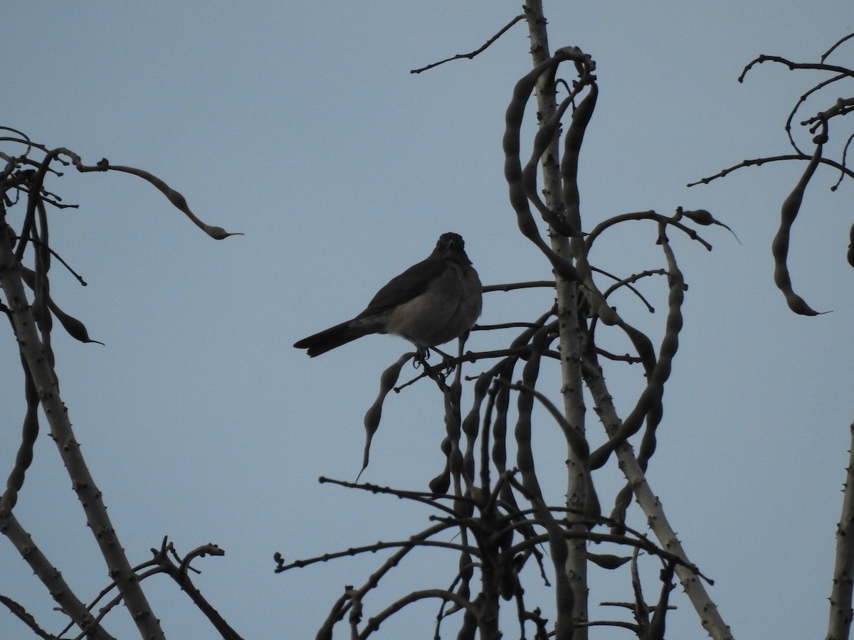 Pale-breasted Thrush - ML621720803