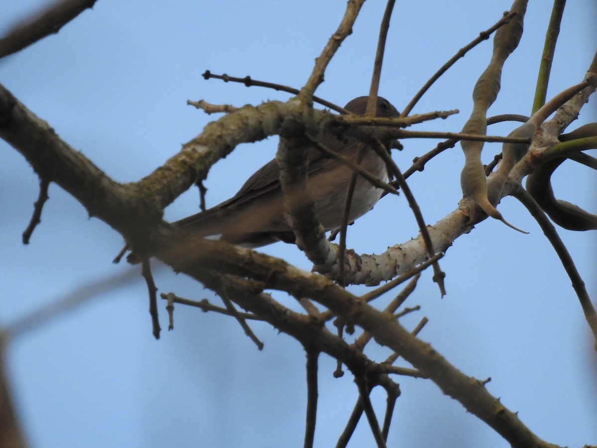 Pale-breasted Thrush - ML621720804