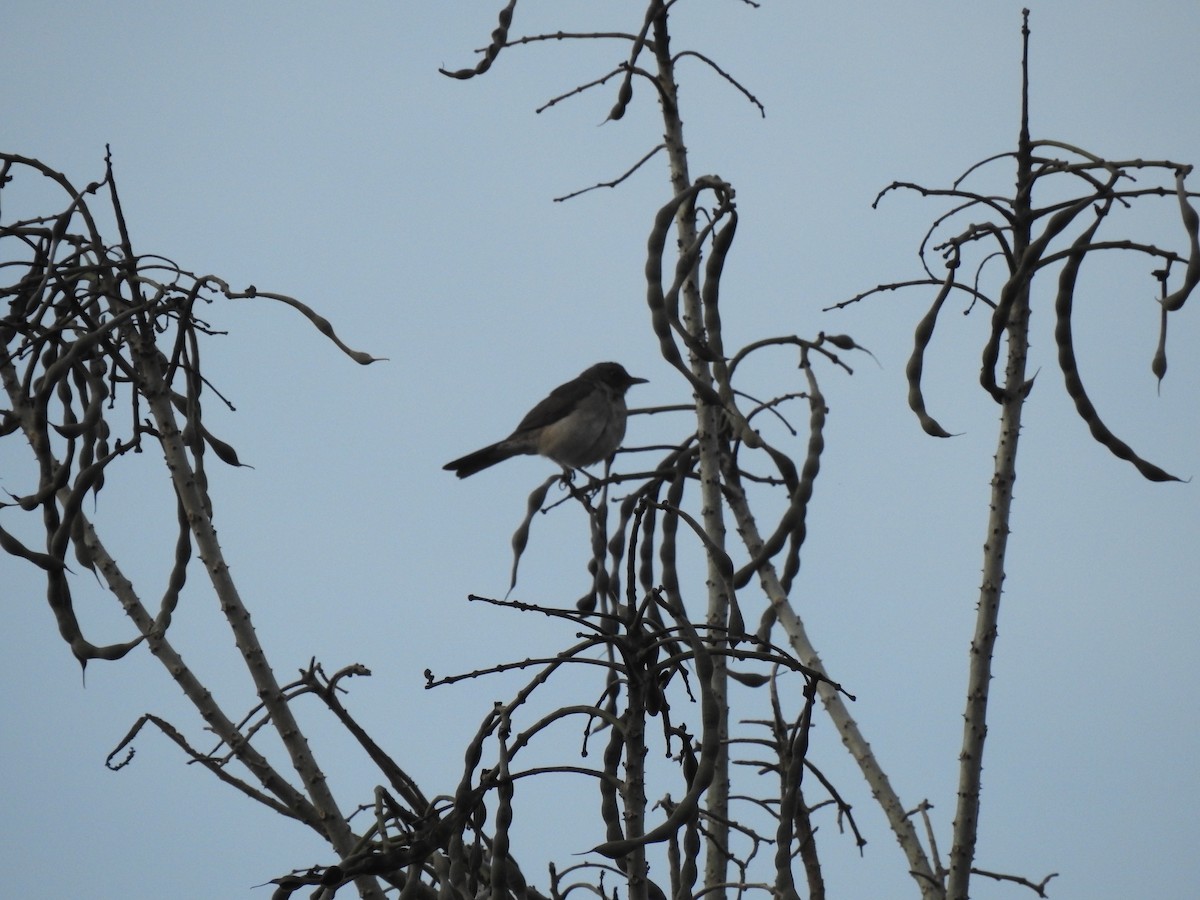 Pale-breasted Thrush - ML621720805