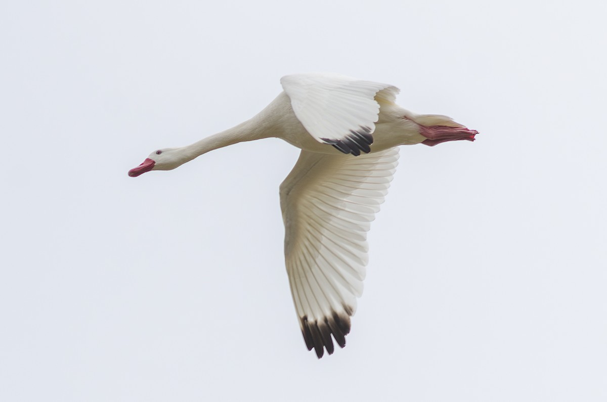 Coscoroba Swan - ML621720827