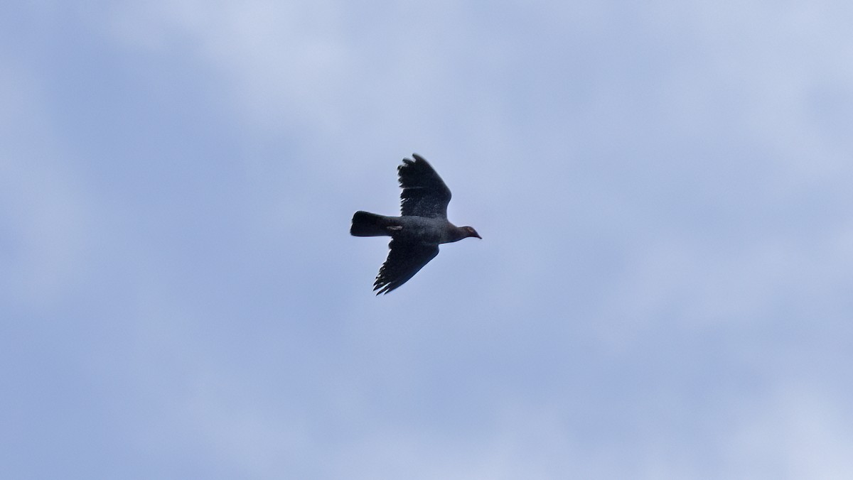 Scaly-naped Pigeon - ML621720840