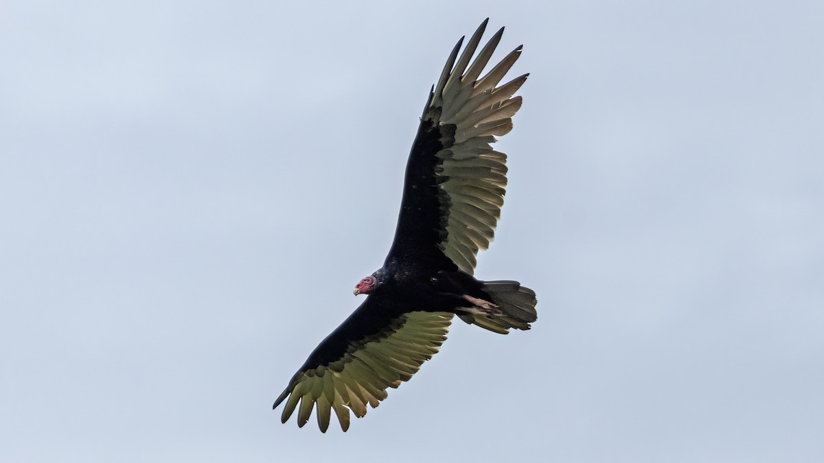 Turkey Vulture - ML621720853