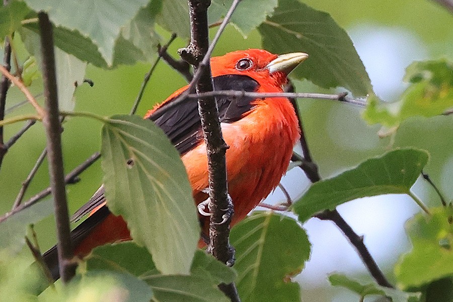 Scarlet Tanager - ML621720881