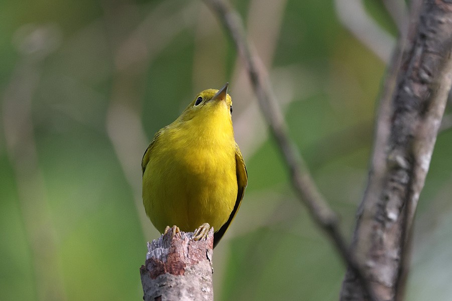 Paruline jaune - ML621720895