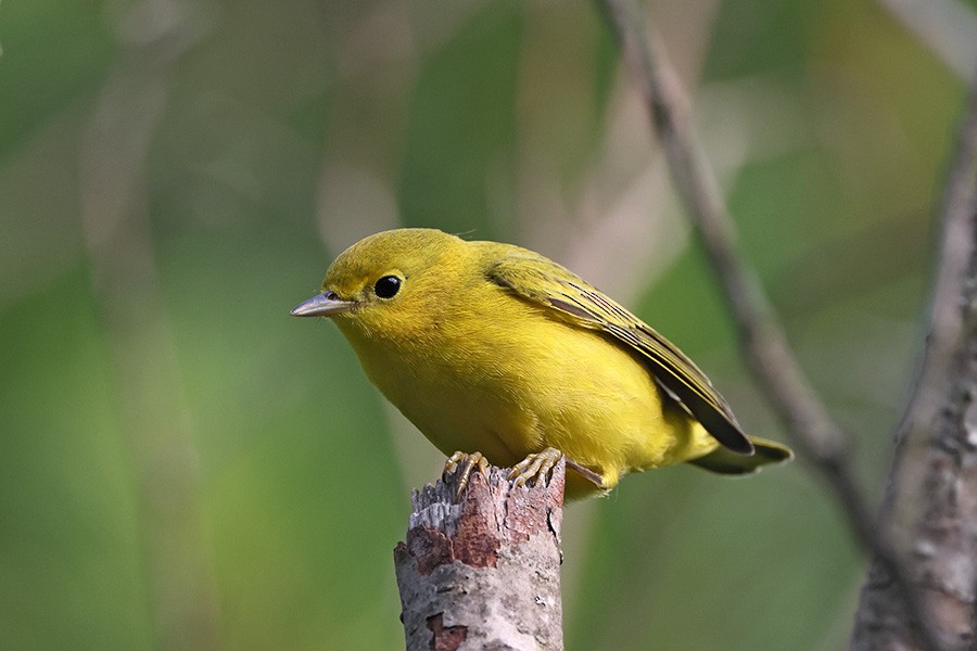 Yellow Warbler - Ed Kaminski