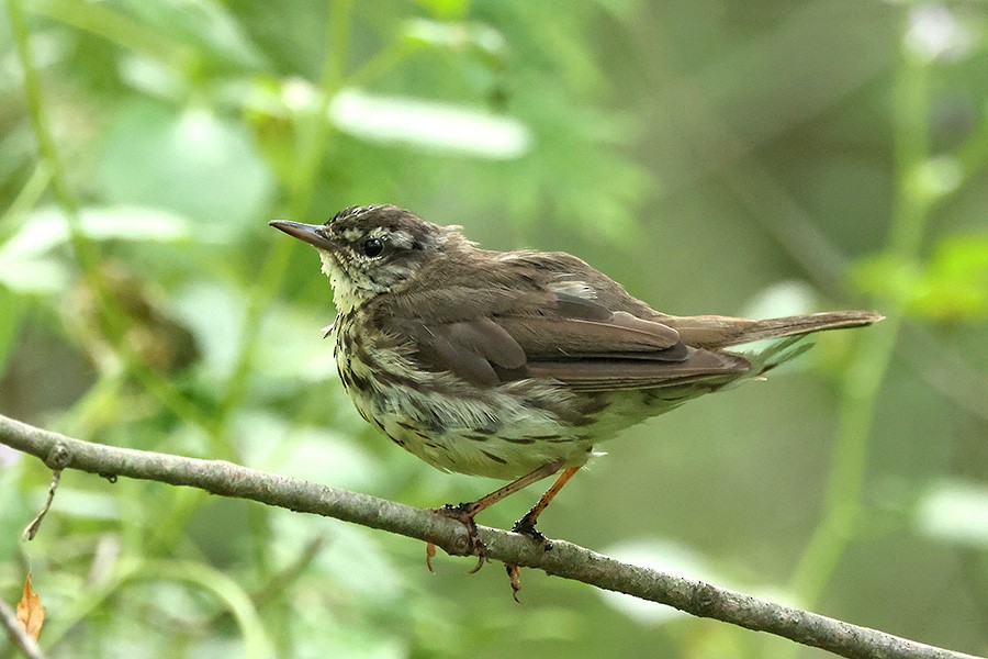 Northern Waterthrush - ML621720899