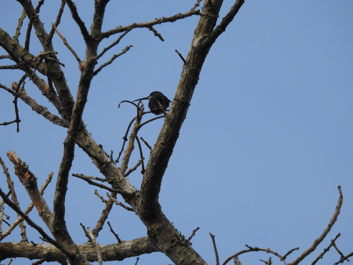 Black-throated Mango - ML621720901