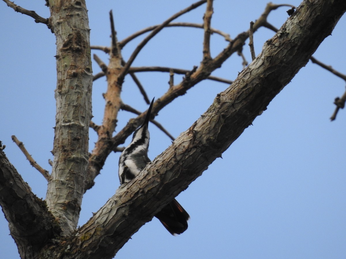 Black-throated Mango - ML621720902