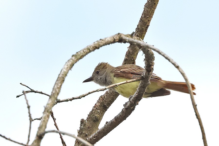 Great Crested Flycatcher - ML621720920