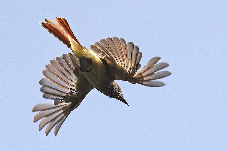 Great Crested Flycatcher - ML621720921