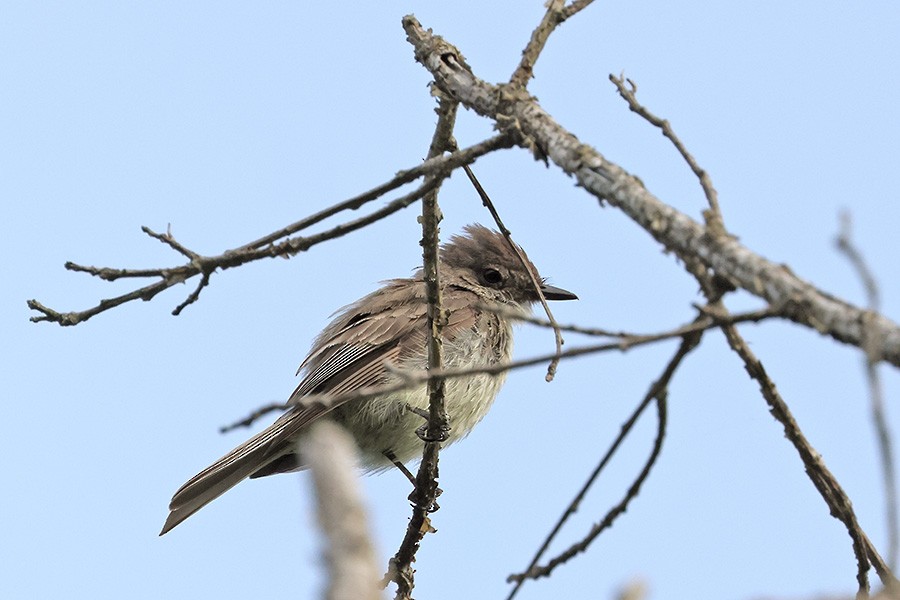 Eastern Wood-Pewee - ML621720935