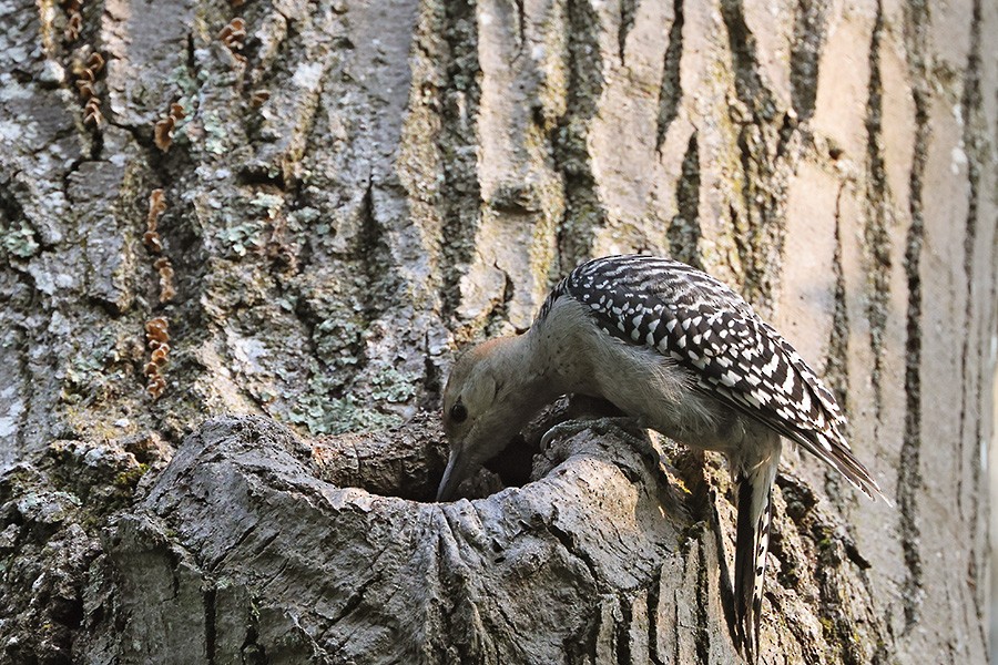 Red-bellied Woodpecker - ML621720946