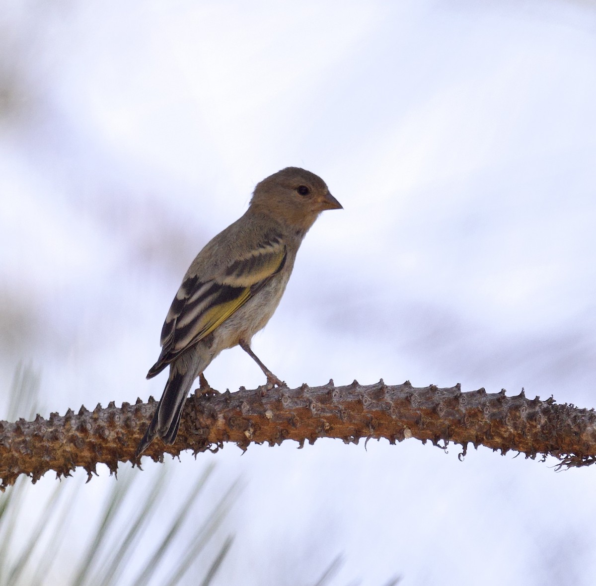 Lawrence's Goldfinch - ML621720956