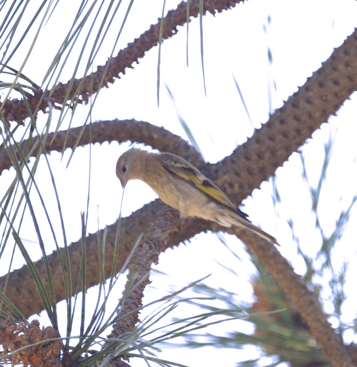 Lawrence's Goldfinch - ML621720957