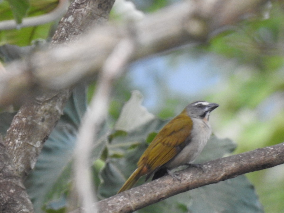 Buff-throated Saltator - ML621721044