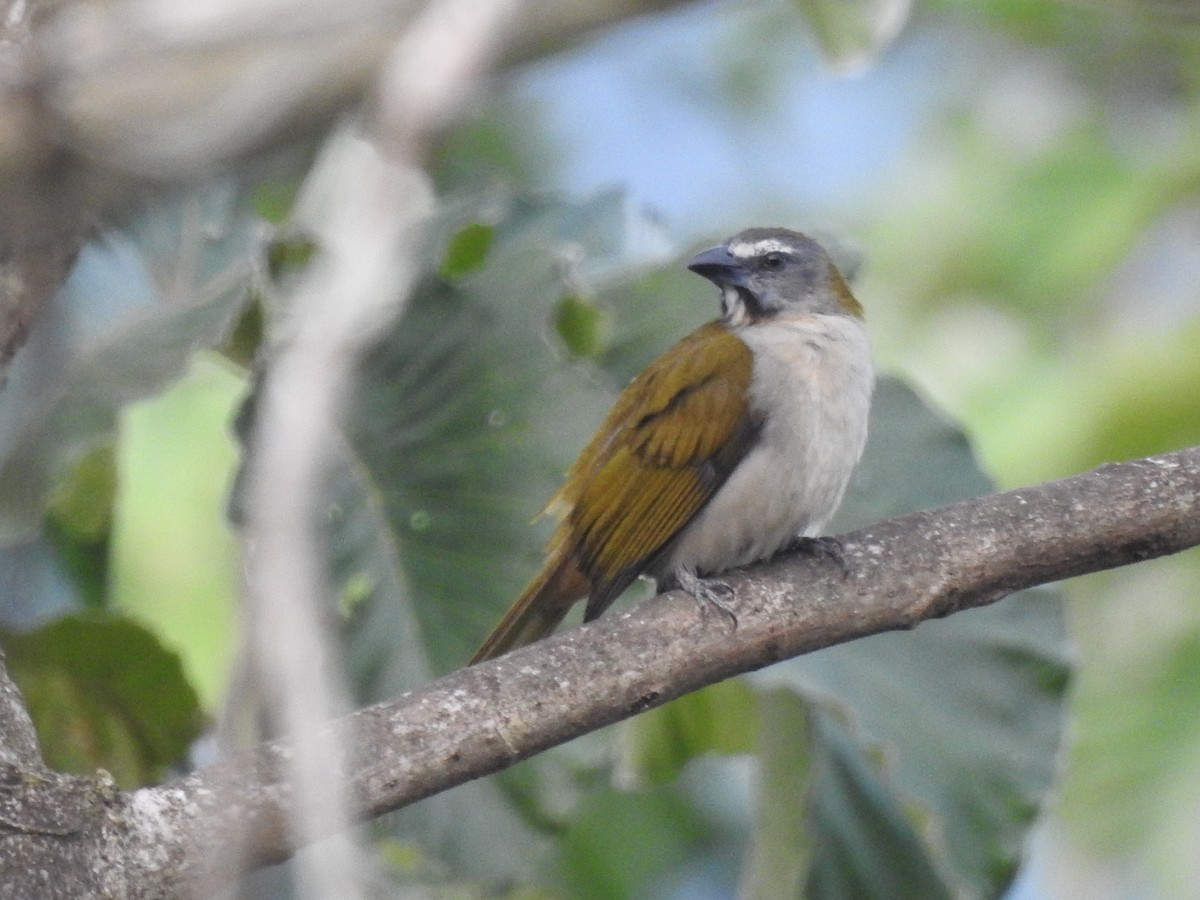 Buff-throated Saltator - ML621721045